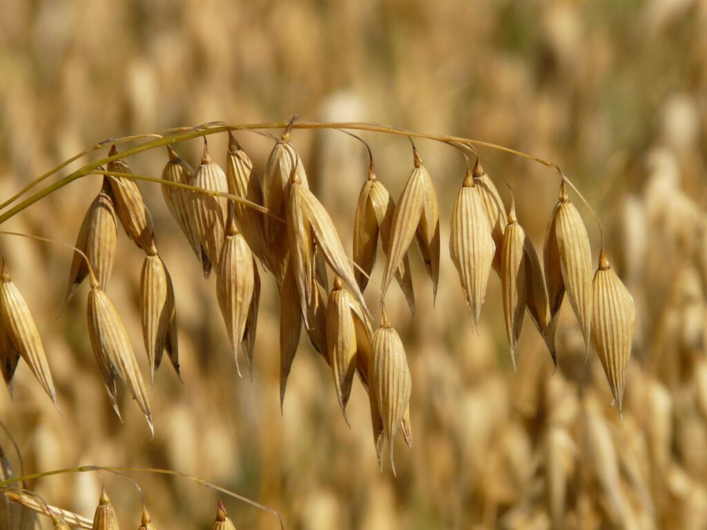 dried brown plant selective focus photo