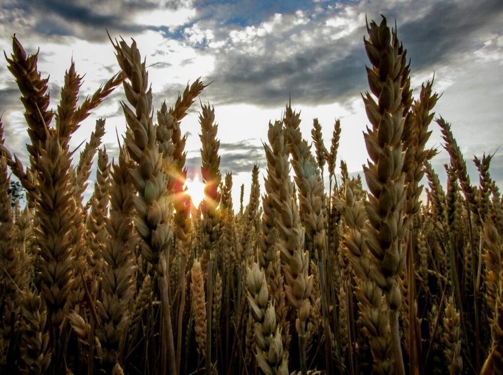 brown wheat field under blue cloudy sky